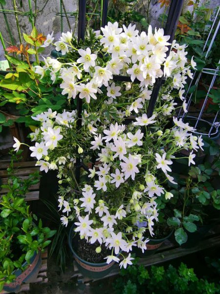 推荐必买铁线莲三类勤花