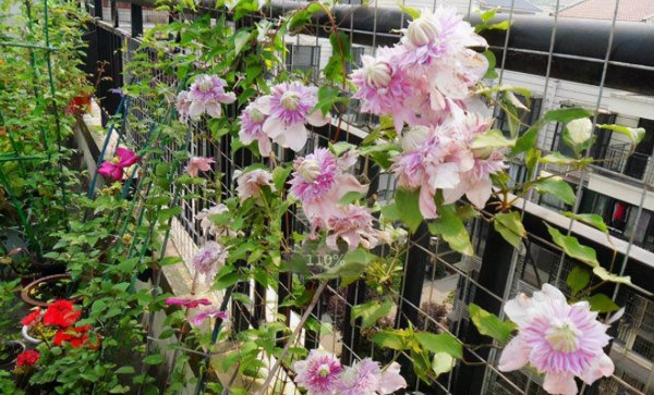 推荐必买铁线莲三类勤花