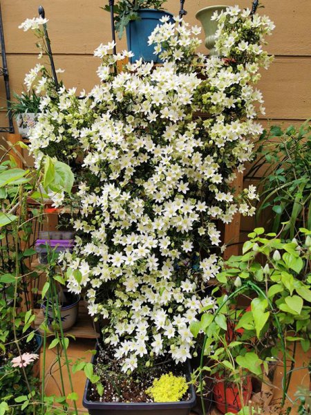 推荐必买铁线莲三类勤花