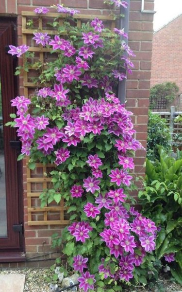 推荐必买铁线莲三类勤花