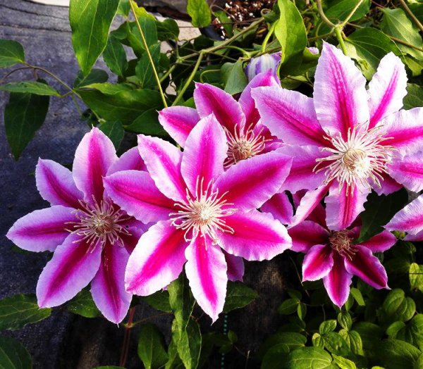 推荐必买铁线莲三类勤花