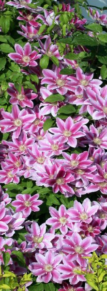 推荐必买铁线莲三类勤花