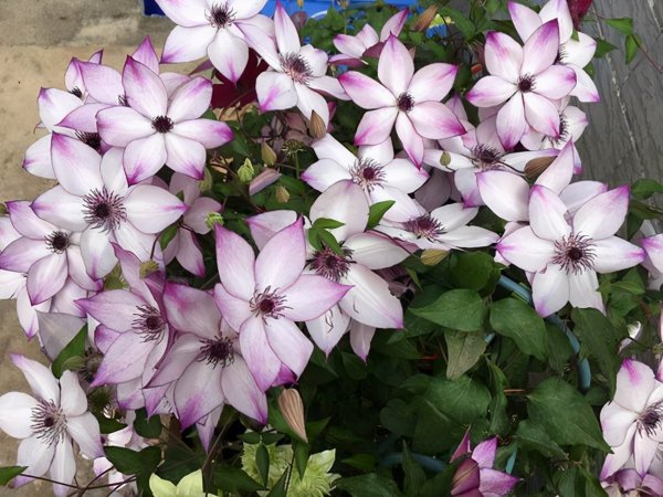 推荐必买铁线莲三类勤花