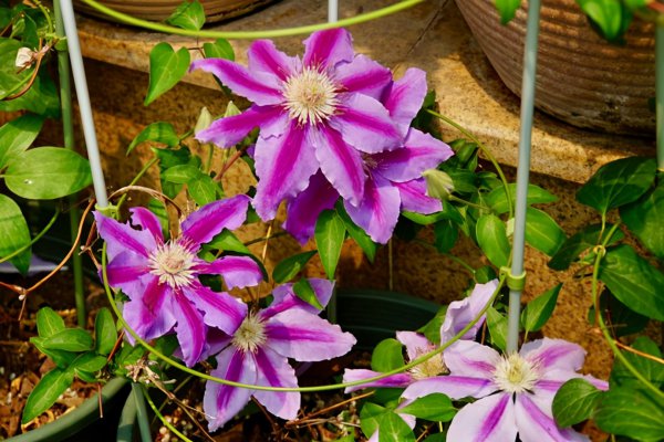 推荐必买铁线莲三类勤花