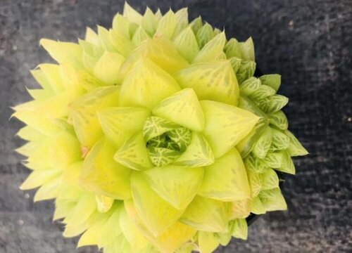 黄金玉露多肉怎么养能变黄