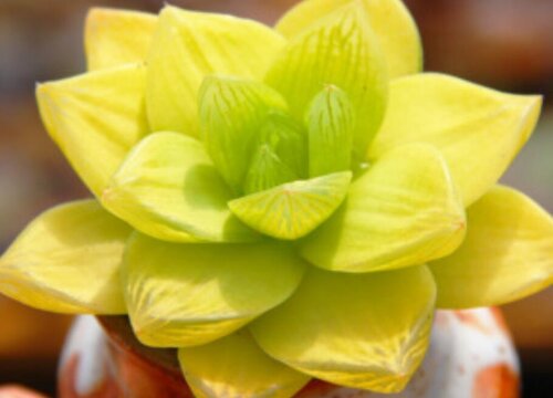 黄金玉露多肉怎么养能变黄