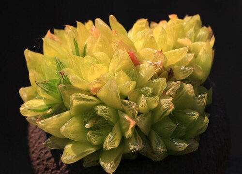 黄金玉露多肉怎么养能变黄