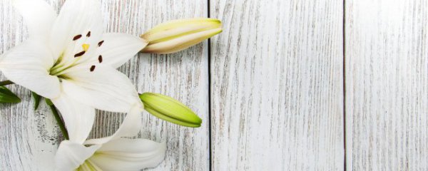 什么花的花语是平安