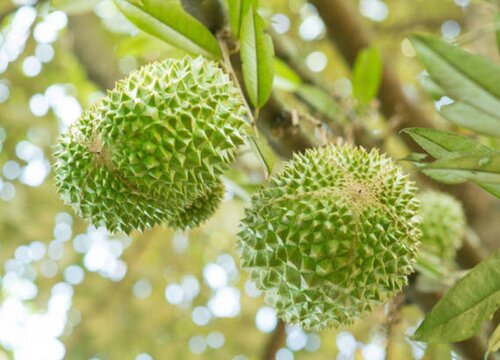 榴莲没熟透可以吃吗
