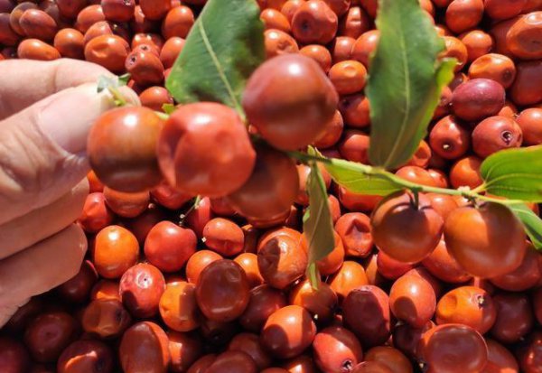 维生素c水果含量排名一览表