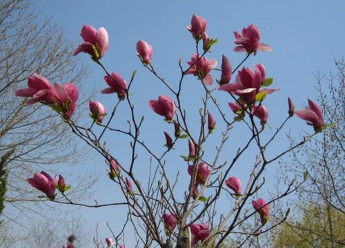 广玉兰什么时候开花