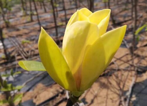 广玉兰什么时候开花