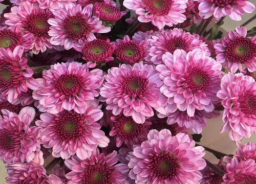 小雏菊什么季节开花