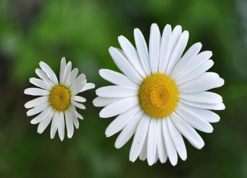 小雏菊什么季节开花