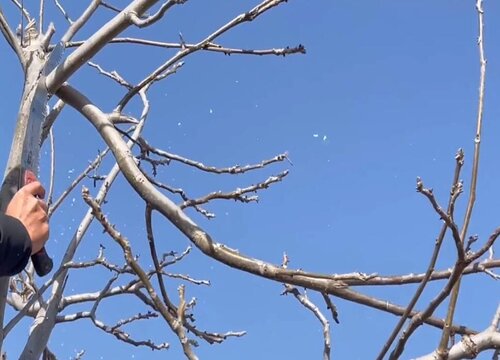 核桃什么时候剪枝最好
