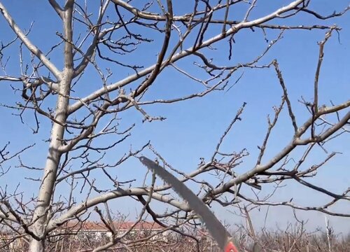 核桃什么时候剪枝最好