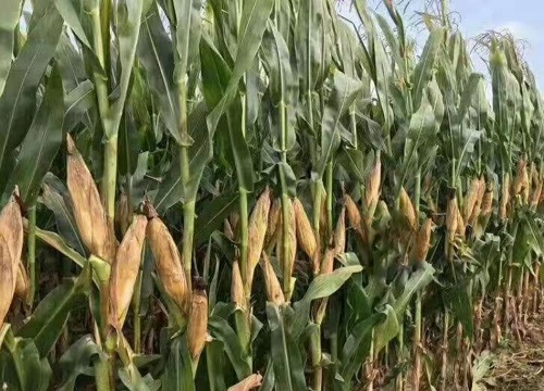 乐盈797玉米品种介绍