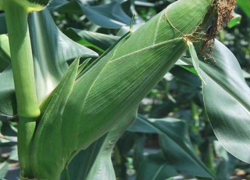 乐盈797玉米品种介绍