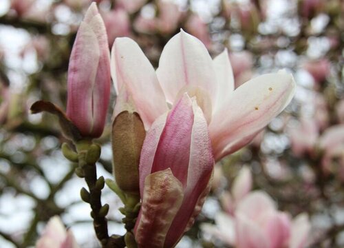 玉兰一年开几次花