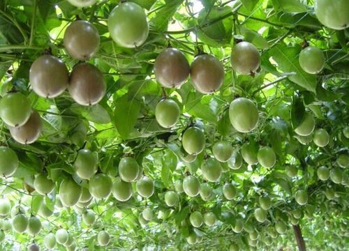 百香果施肥用什么肥料合适