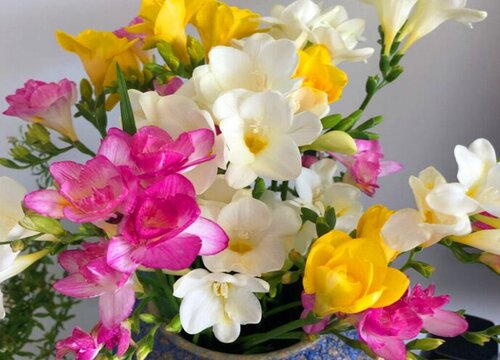 香雪兰的风水禁忌