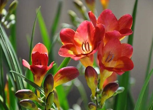 香雪兰的风水禁忌