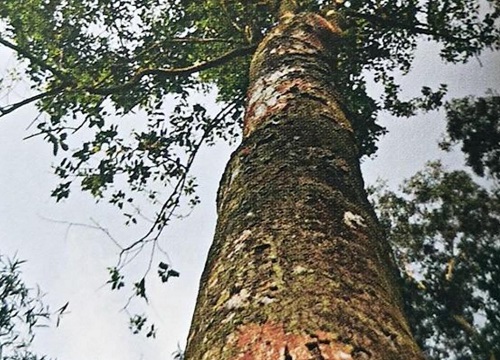 现在种什么树苗最有价值