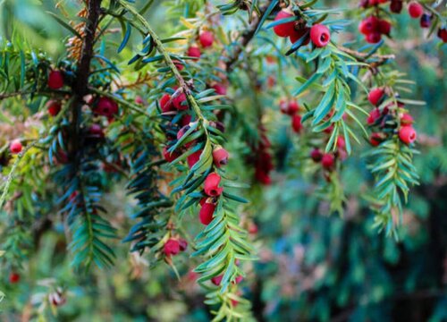 现在种什么树苗最有价值