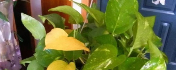 绿萝发霉怎么办