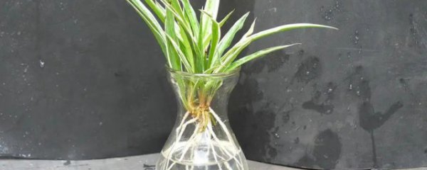 水培吊兰怎么养更旺盛