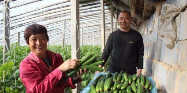 黄瓜的落蔓技术操作要点