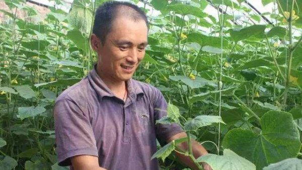 黄瓜的落蔓技术操作要点