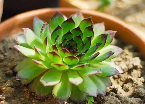 养护观音莲的正确方法