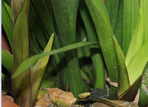 兰花叶子发黑干枯什么原因