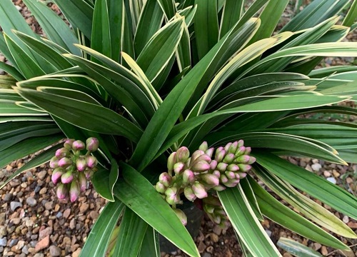 兰花叶子发黑干枯什么原因