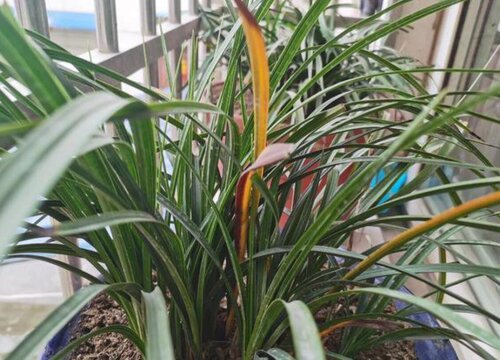 兰花叶子发黑干枯什么原因