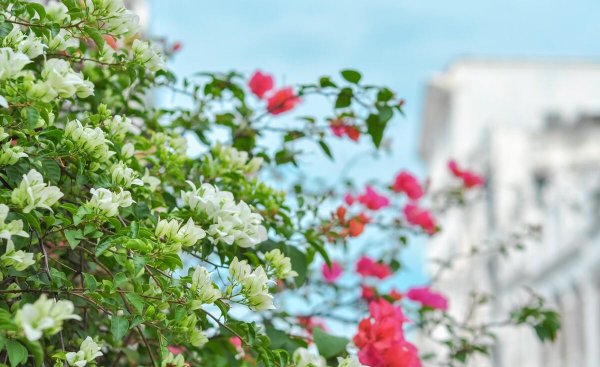 猫砂可以做肥料吗