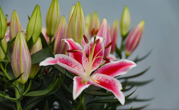 猫砂可以做肥料吗