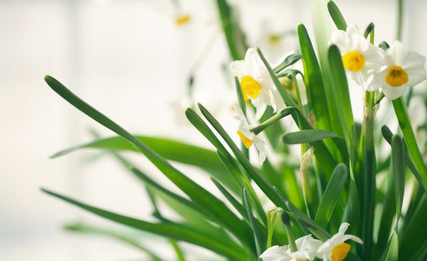 猫砂可以做肥料吗