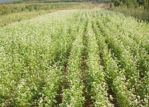 苦荞和荞麦一样吗 有什么区别