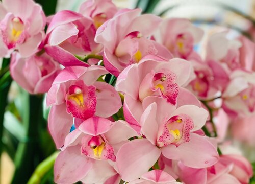 兰花怎么养护花箭嗖嗖蹿不停