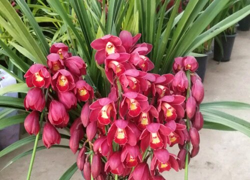 兰花怎么养护花箭嗖嗖蹿不停