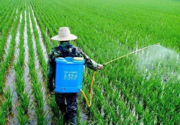 夏天喷洒农药注意事项