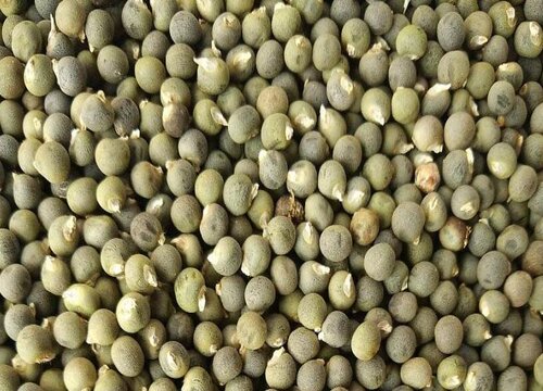 秋葵的种植技术介绍