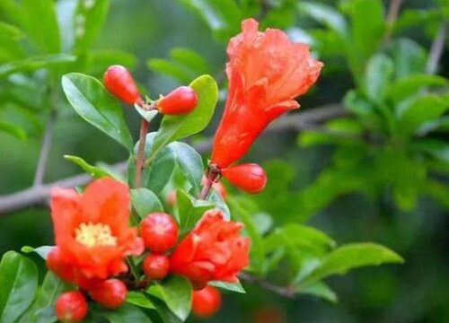 为什么高处石榴树才开花