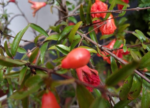 为什么高处石榴树才开花