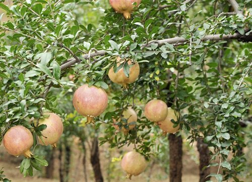 为什么高处石榴树才开花
