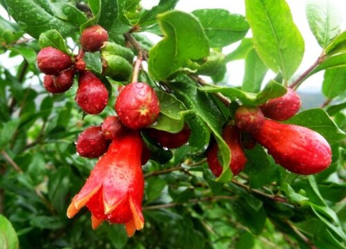 为什么高处石榴树才开花