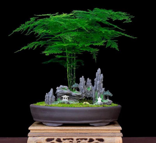 盆栽文竹怎么做造型好看图片