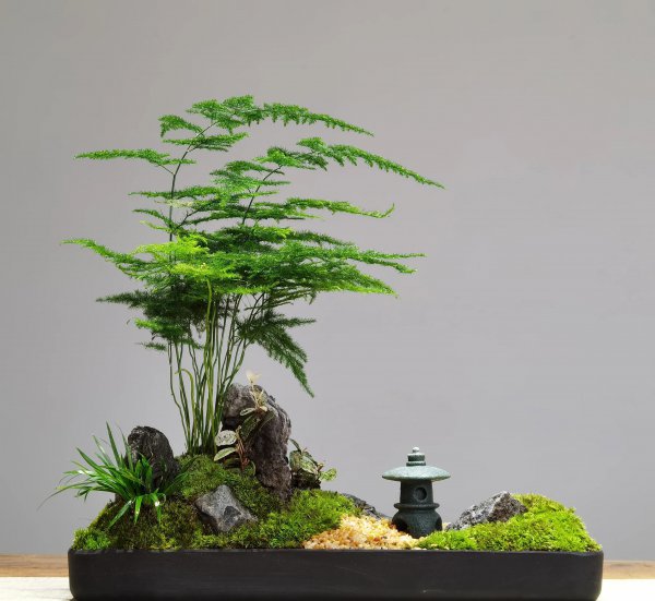 盆栽文竹怎么做造型好看图片